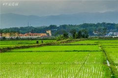 土壤水分速測儀調(diào)節(jié)土壤水分的方法？