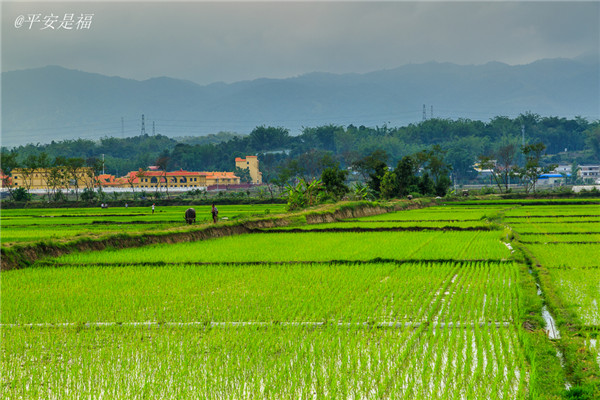 土壤水分速測(cè)儀調(diào)節(jié)土壤水分的方法？