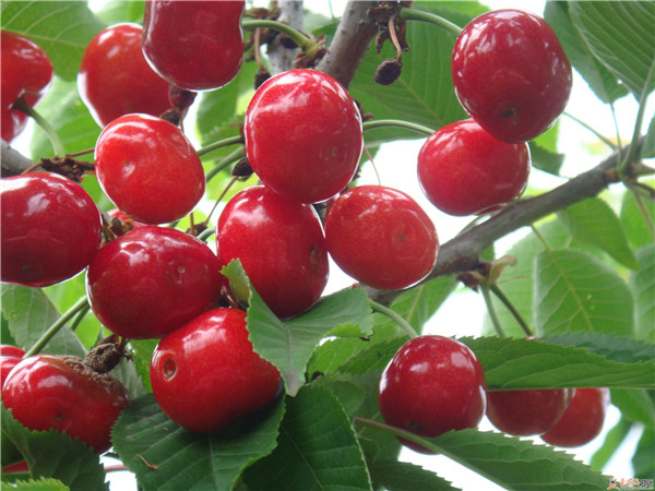 土壤養(yǎng)分速測(cè)儀是怎么測(cè)定土壤養(yǎng)分的？