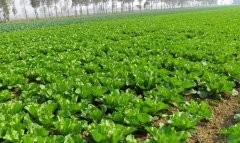 農(nóng)業(yè)土壤墑情監(jiān)測系統(tǒng)科學控制土壤濕度