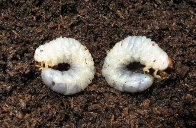 土壤含水量監(jiān)測(cè)儀器幫助消滅“地老虎”