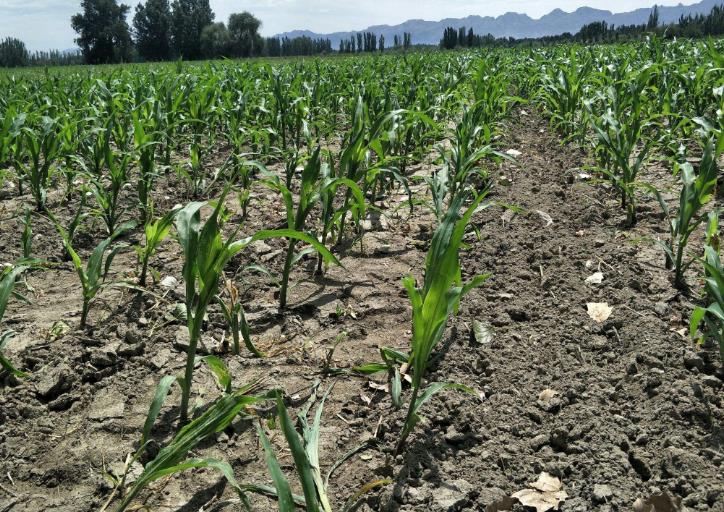 土壤墑情監(jiān)測系統(tǒng)以及常用的墑情等級判斷方法 土壤墑情監(jiān)測系統(tǒng)以及常用的墑情等級判斷方法