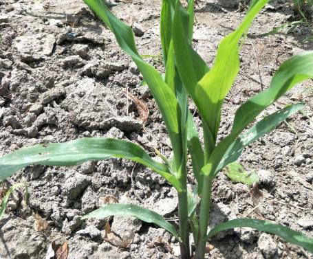 土壤墑情如何實現(xiàn)自動監(jiān)測？