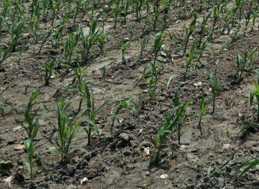 土壤墑情監(jiān)測站是怎樣的系統(tǒng)？