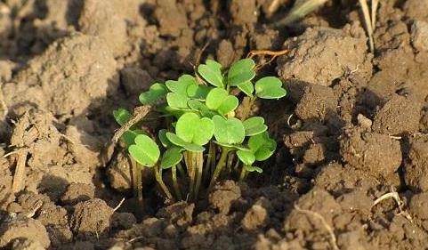 有了物聯(lián)網，土壤墑情監(jiān)測系統(tǒng)才有了“生命”！