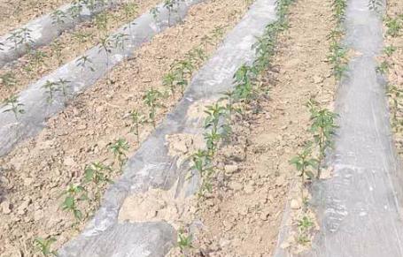 基于無(wú)線網(wǎng)絡(luò)的遠(yuǎn)程墑情監(jiān)測(cè)系統(tǒng)介紹