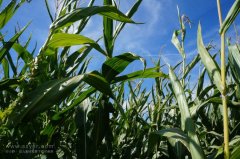 農業(yè)節(jié)水，如何用科技支撐？