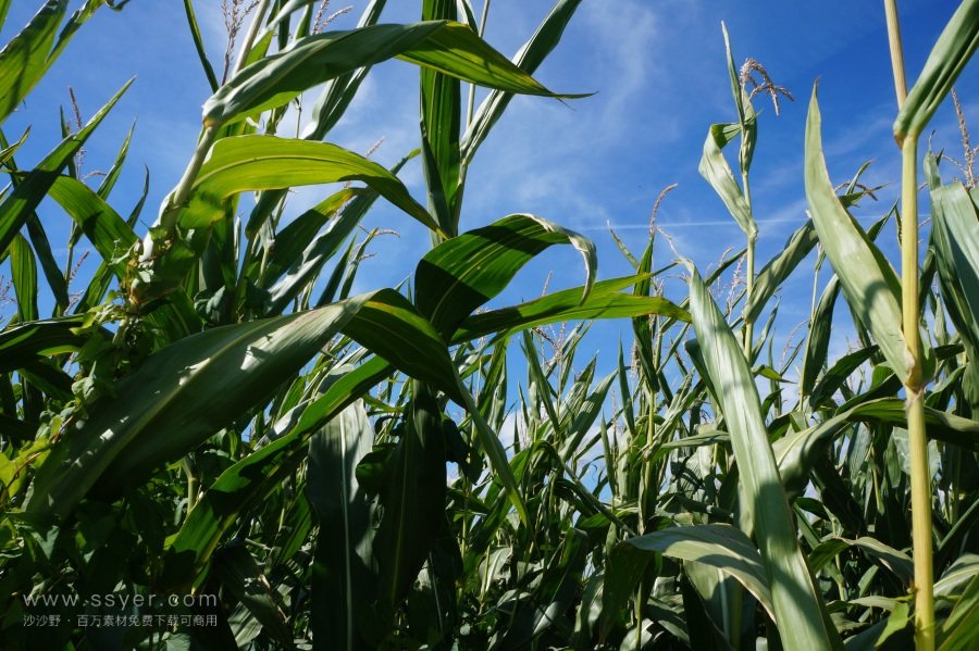 農(nóng)業(yè)節(jié)水，如何用科技支撐？